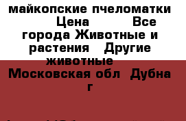  майкопские пчеломатки F-1  › Цена ­ 800 - Все города Животные и растения » Другие животные   . Московская обл.,Дубна г.